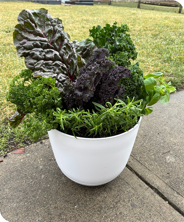 Summer Planters
